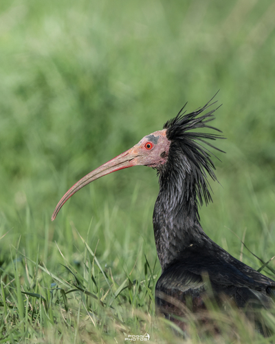 Ibis eremita (Geronticus eremita)