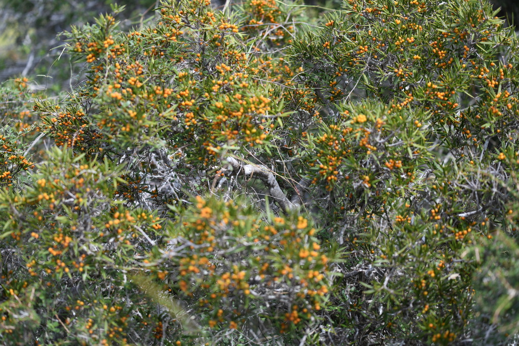 Bonellia stenophylloides