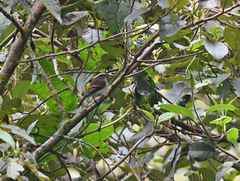 Ochthoeca rufipectoralis