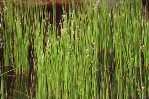 Image of Juncus exsertus by (c) Tony Rebelo, some rights reserved (CC BY-SA)