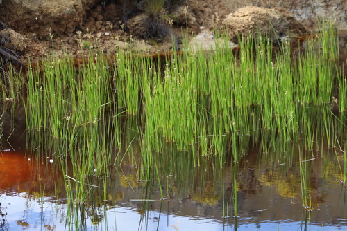 Beaked Rush (Juncus exsertus)