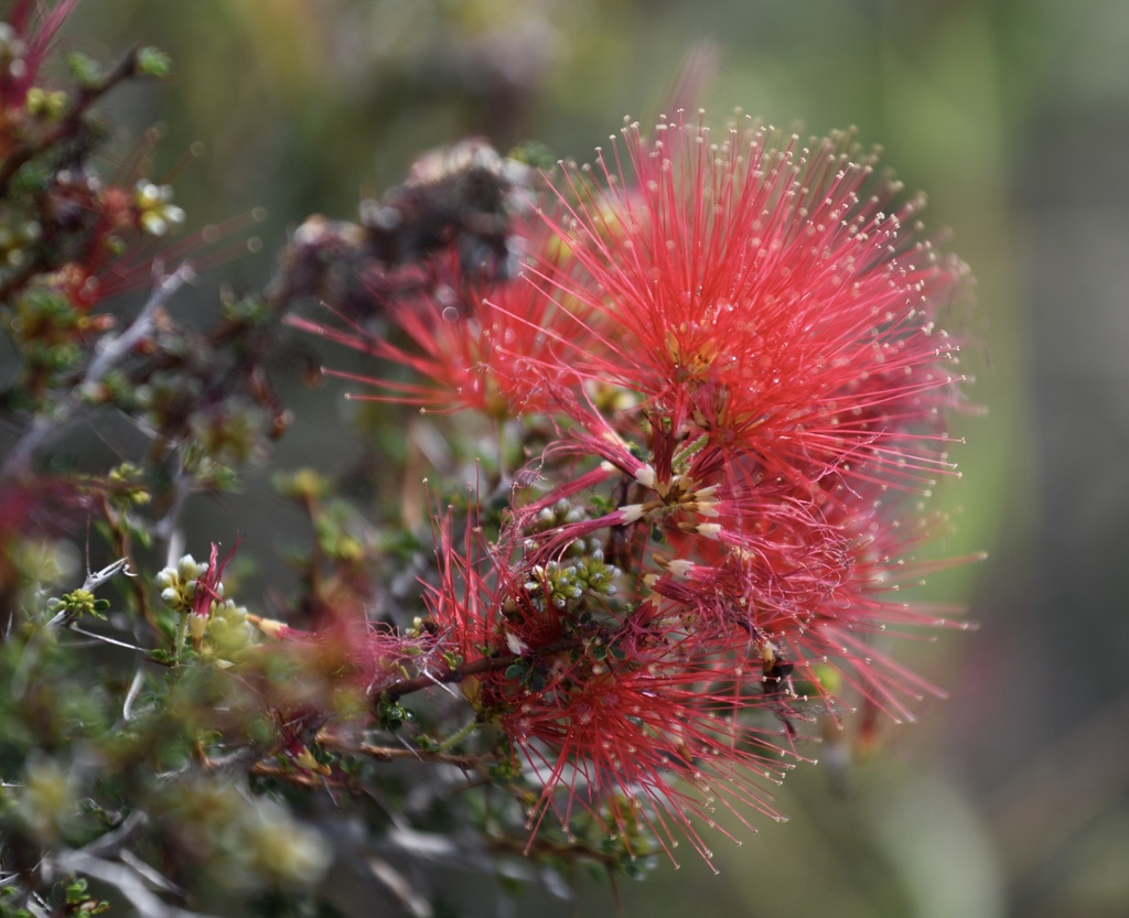 Calliandra haematomma; photograph (c) Robin White, some rights reserved (CC BY)