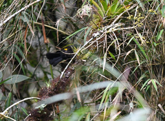 Cacicus chrysonotus