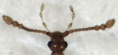 Gerallus punctipennis