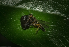 Arkys speechleyi