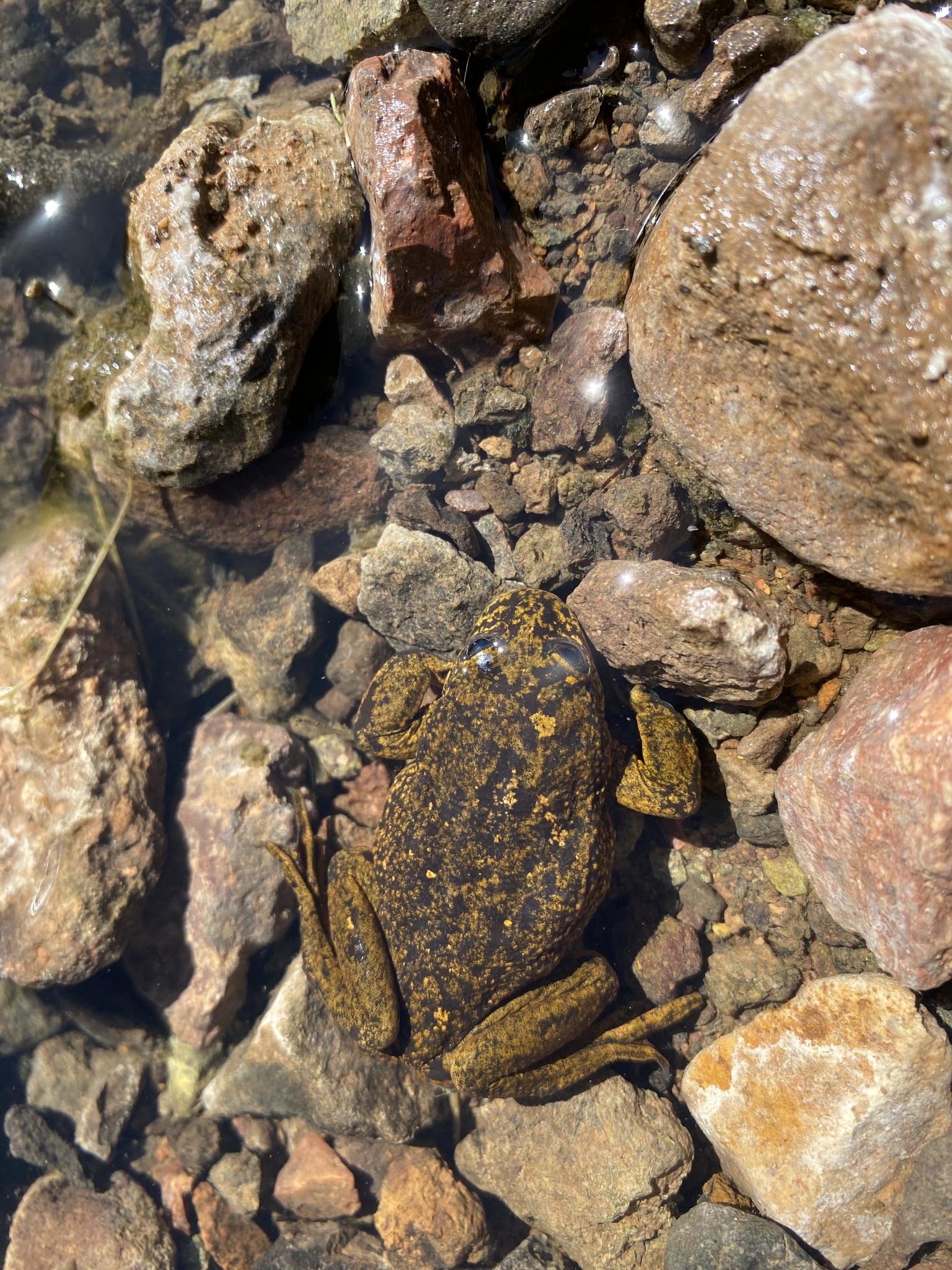 Hall's Water Frog photo 4