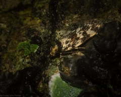 Barea euprepes