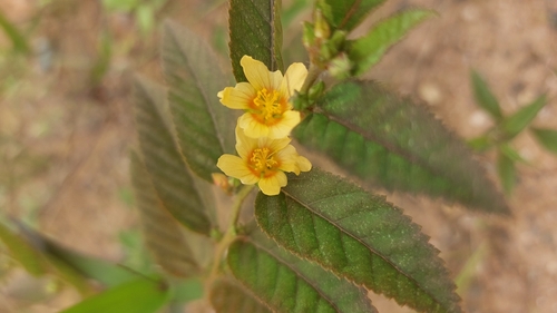Sida planicaulis