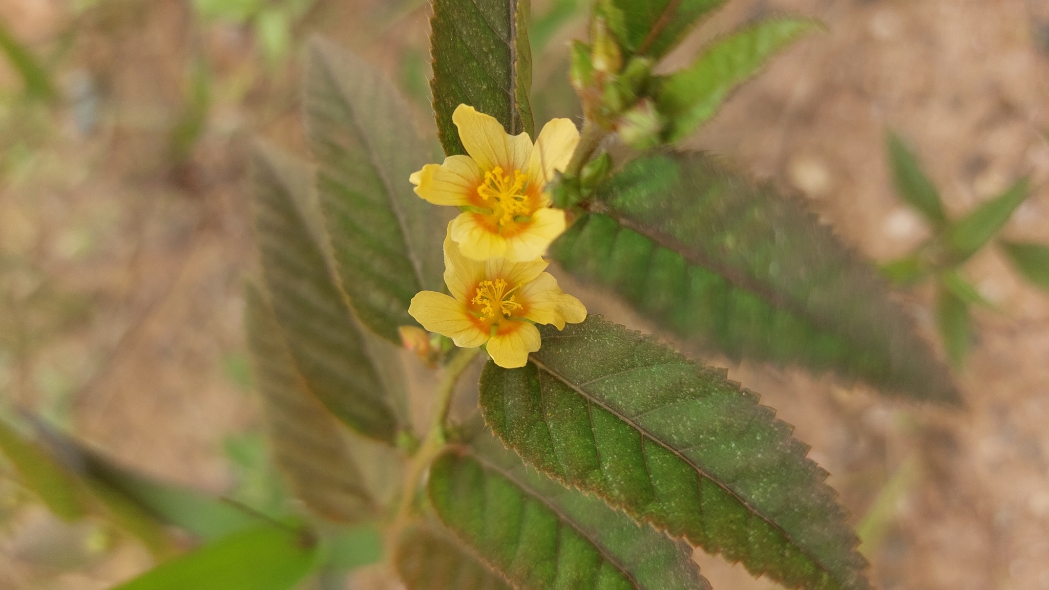 Sida planicaulis