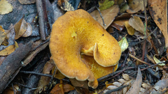 Austropaxillus