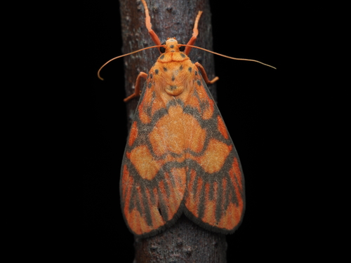 Ammatho roseororatus Butler, 1877