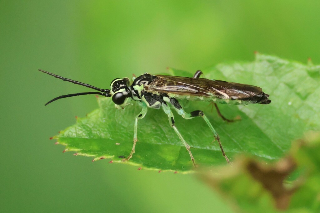 Tenthredininae in August 2023 by mistycal · iNaturalist