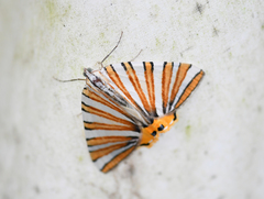Pityeja histrionaria