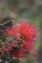 Calliandra haematomma, photograph (c) Robin White, some rights reserved (CC BY)
