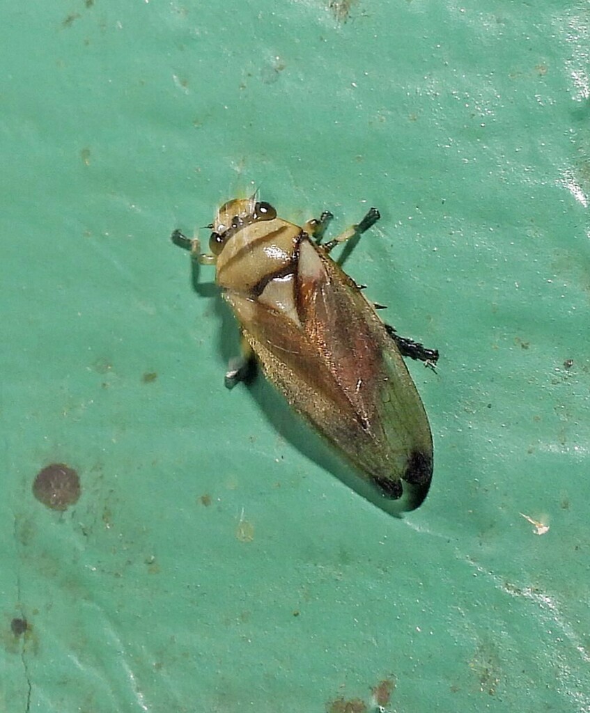 Monecphora nigritarsis