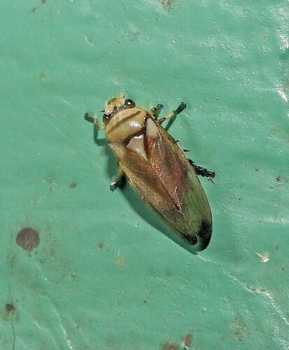 Monecphora nigritarsis