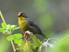 Atlapetes pallidinucha