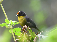 Atlapetes pallidinucha