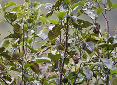 Conirostrum albifrons