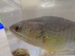 Anabas testudineus
