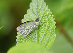 Leptophobia penthica