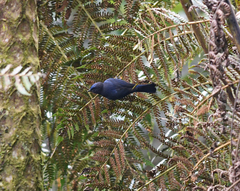 Conirostrum albifrons