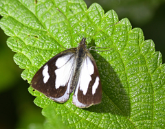 Leptophobia penthica