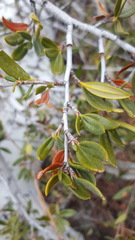 Cercocarpus ledifolius intermontanus