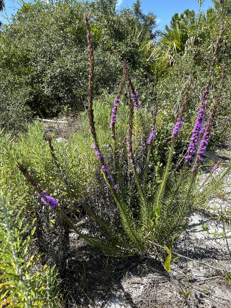 Chapman's blazing star from Pioneer Trail, New Smyrna Beach, FL, US on
