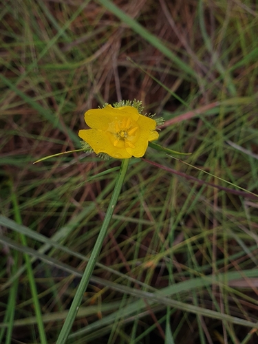 Cephalostemon riedelianus (Cephalostemon riedelianus)