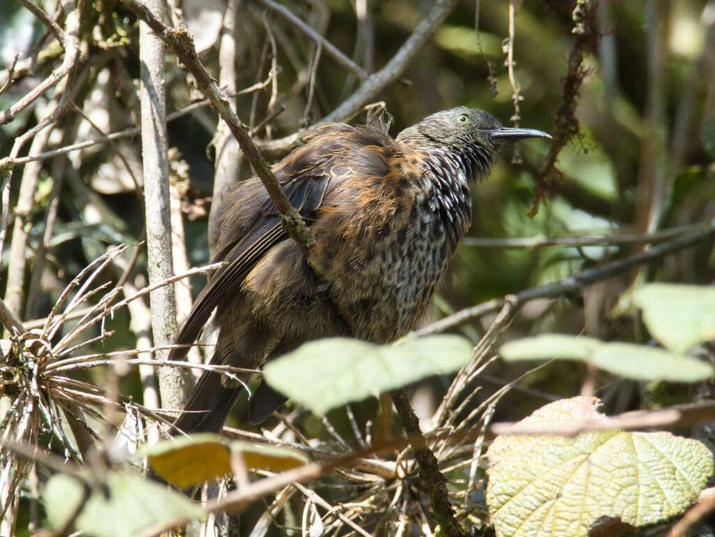 Rufous-backed Honeyeater (Ptiloprora guisei)