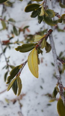 Cercocarpus ledifolius intermontanus