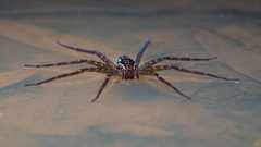 Dolomedes neocaledonicus