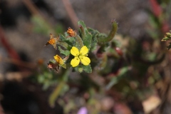 Camissoniopsis intermedia