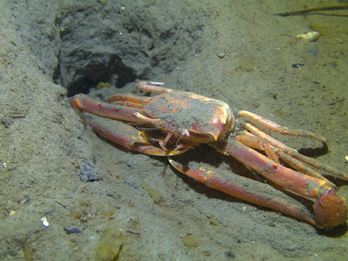Angular Crab, photo 3 of 10