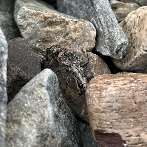 Blackspotted Longhorn Beetle photo 5