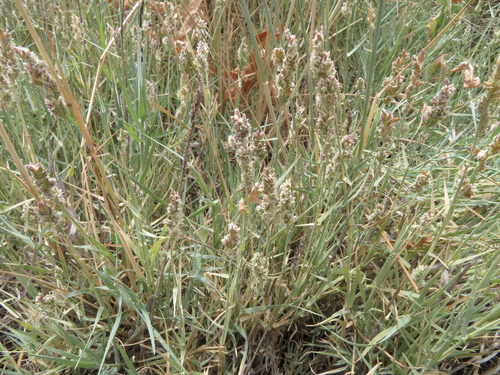 Image of Coastal Cat's-Foot-Grass (Aeluropus littoralis) by (c) Milan Chytrý, some rights reserved (CC BY)