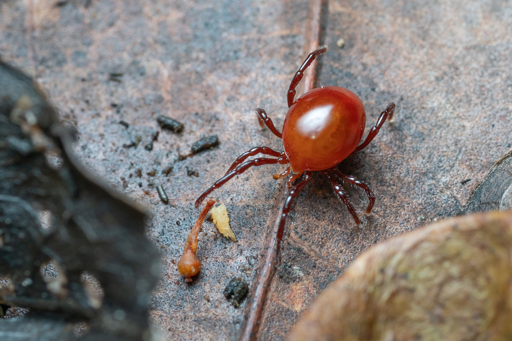 Holothyroidea