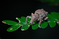 Hellerius conflictus