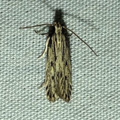 Spinitibia hodgesi