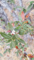 Cercocarpus ledifolius intermontanus