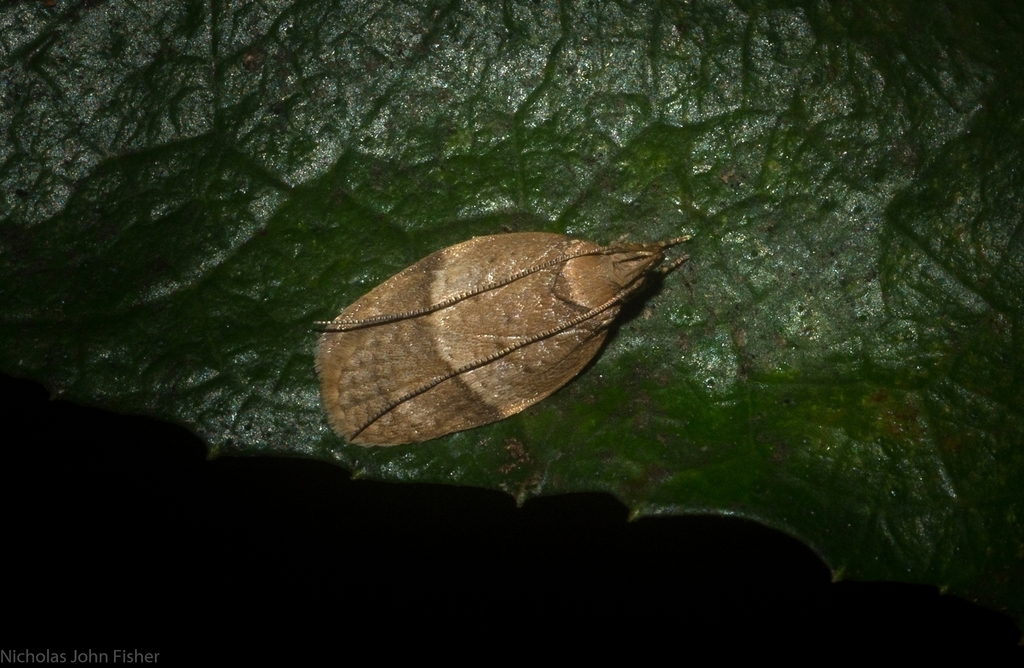 Octasphales