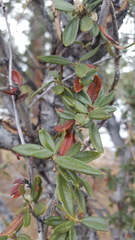 Cercocarpus ledifolius intermontanus