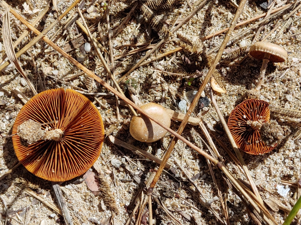 Pachylepyrium fulvidula