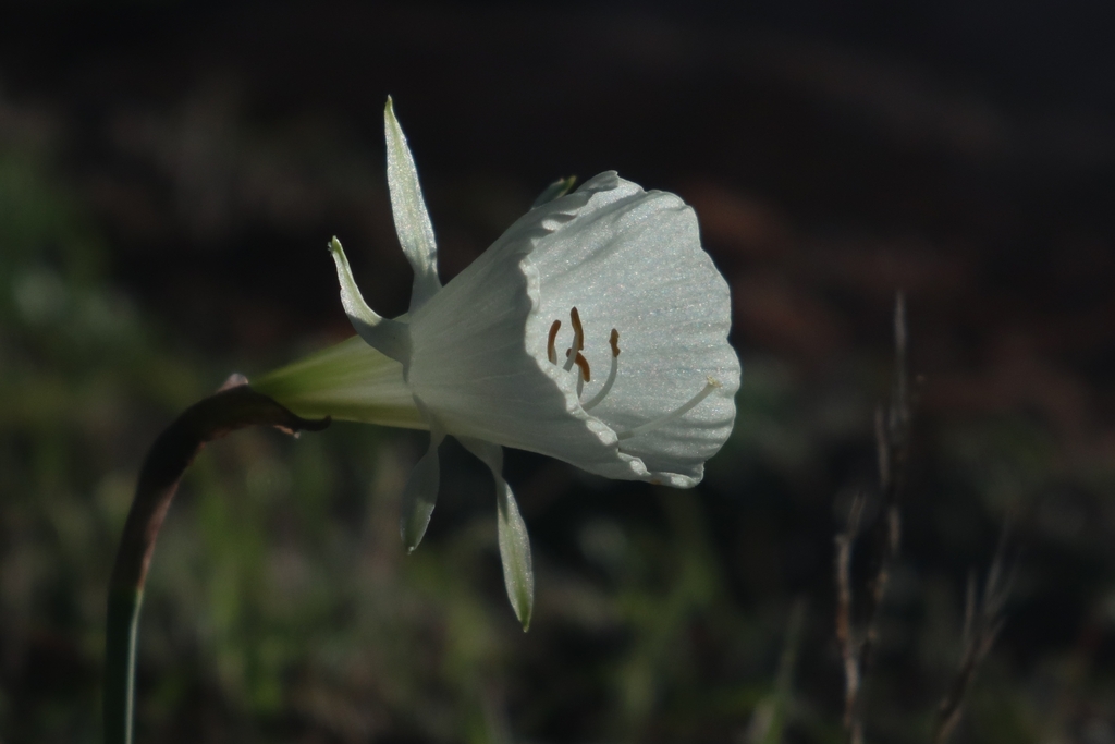 Narcissus peroccidentalis