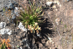 Dudleya virens virens