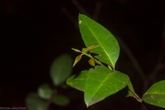 Gossia fragrantissima