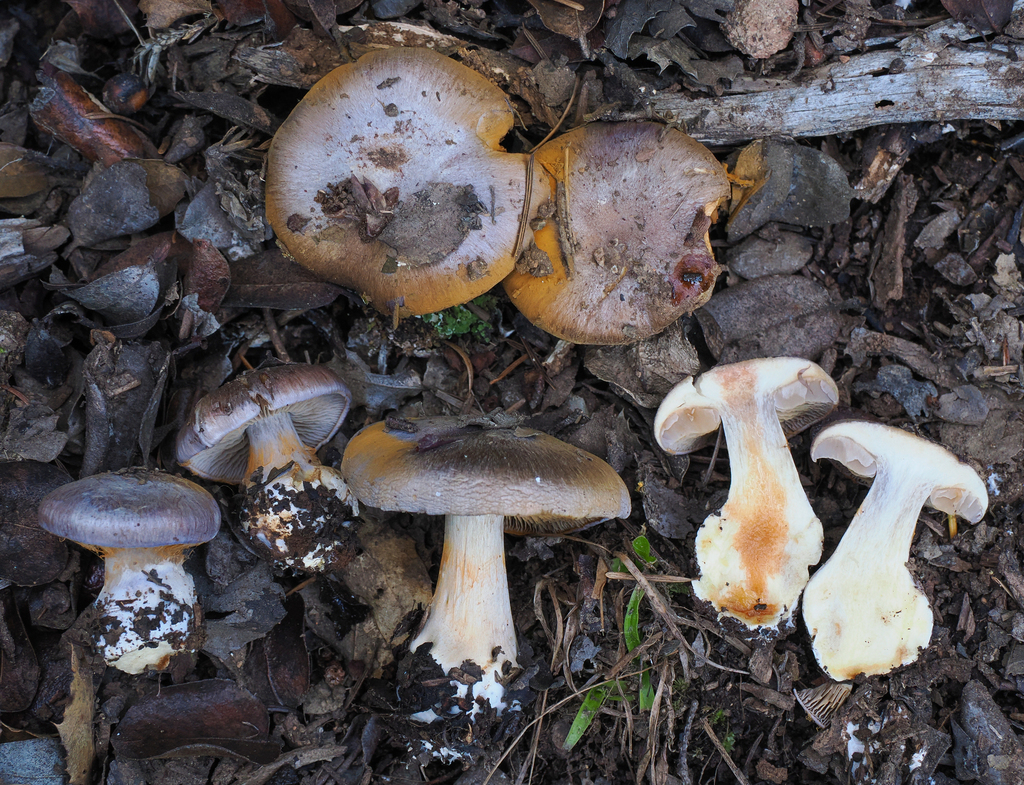 Phlegmacium