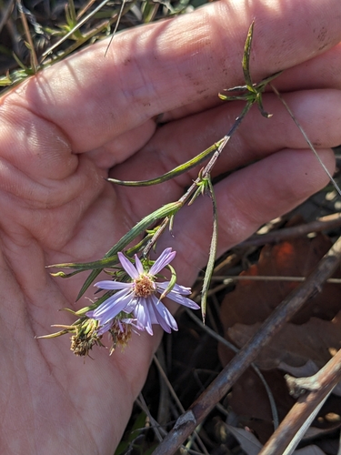 Image of Symphyotrichum kentuckiense by (c) Alaina Krakowiak, some rights reserved (CC BY)
