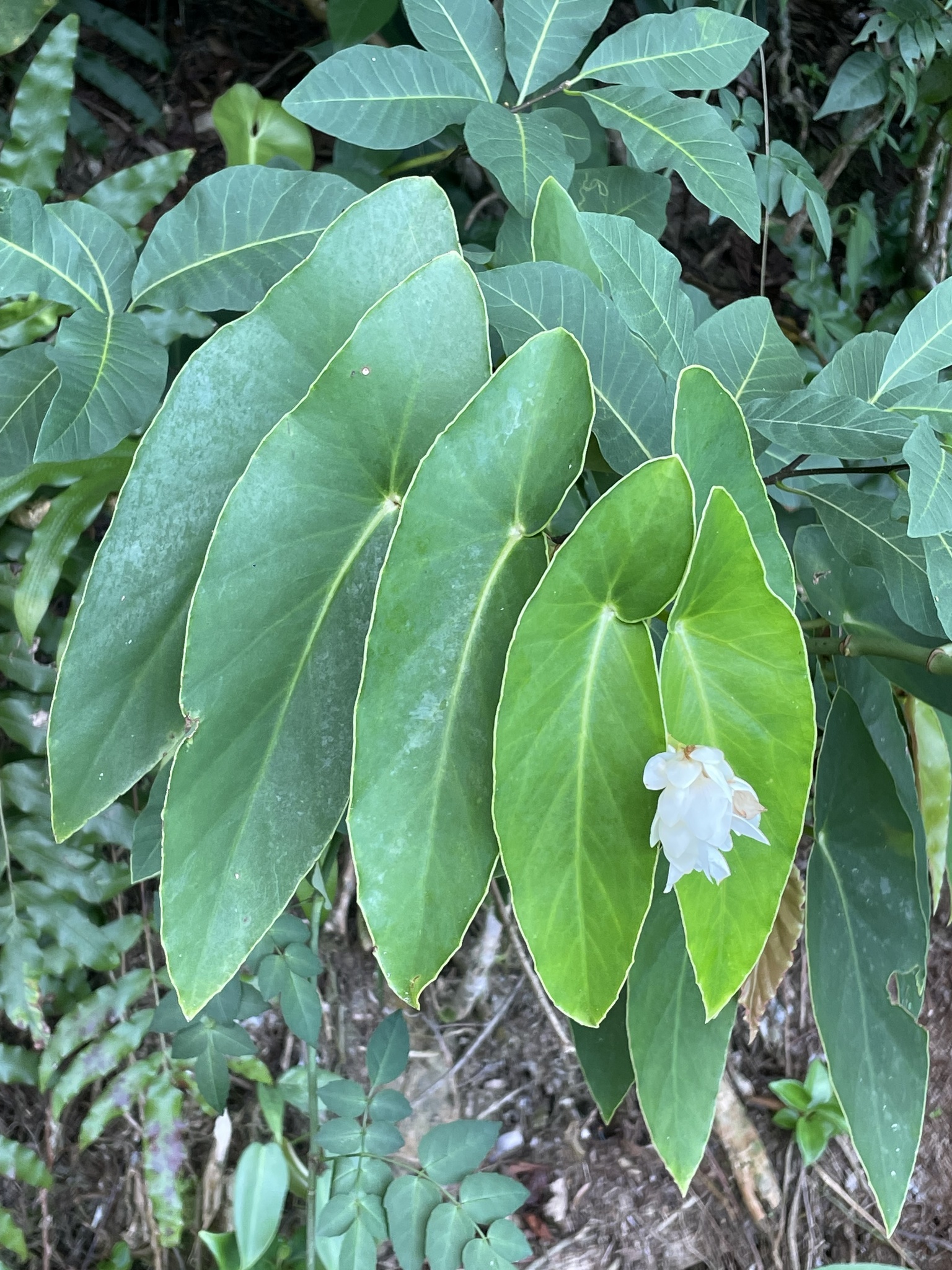 Imagem de Begônia maculata